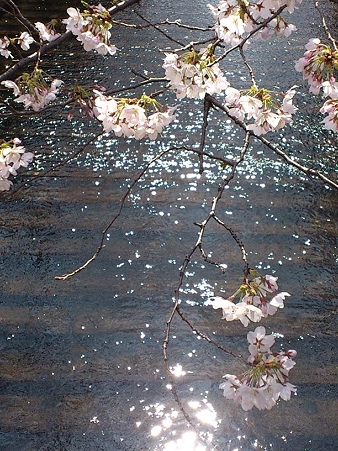 2012.4.4　目黒川の桜
