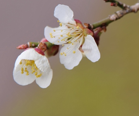 富士桜霊園の白梅1