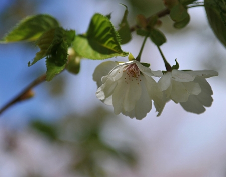 富士山さくらの園3