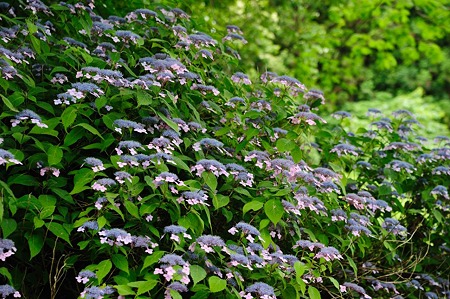 1106221535_DSC_1523