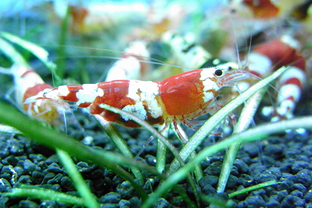 RIMG0114