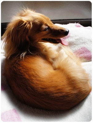 20120408 日向ぼっこ