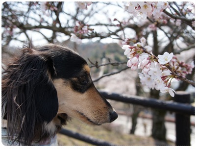 20120409 MAROと桜