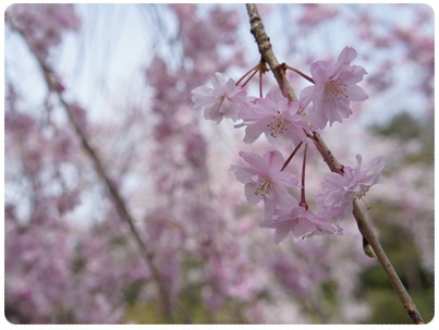 20120415 枝垂れ桜