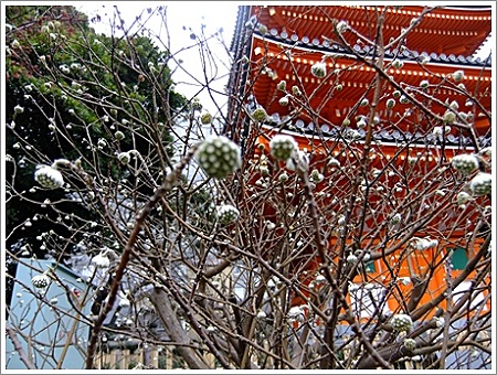 三叉の蕾