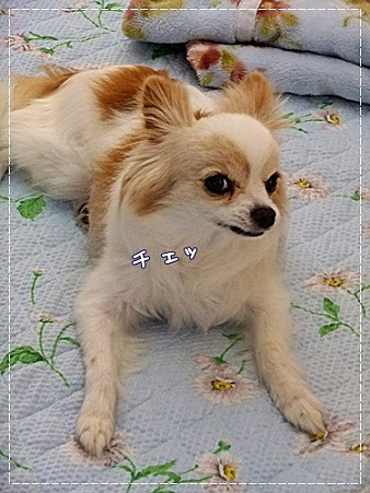 チェッ