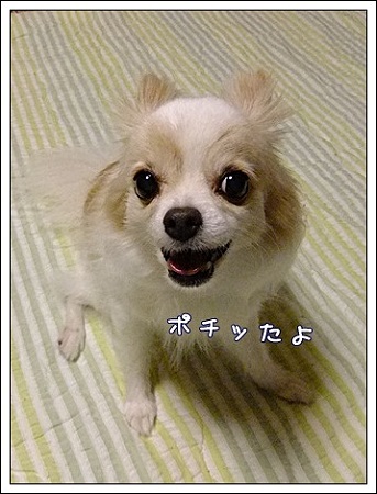 ポチ