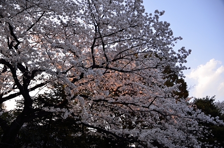 桜残照