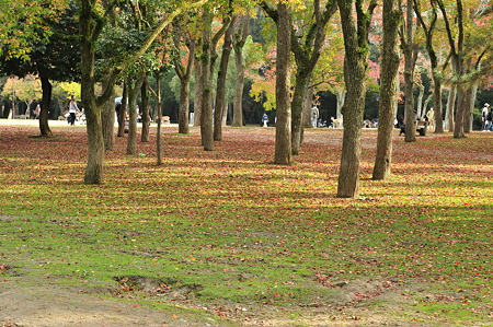 奈良公園2011秋-03