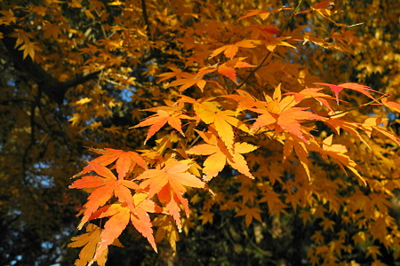 御栗栖神社の紅葉・3