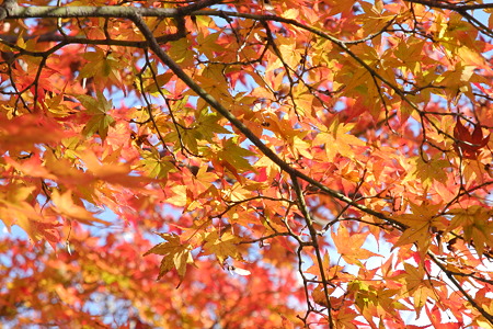 竜田川公園の紅葉-7