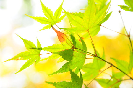下鴨神社の紅葉(D90)-4