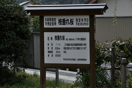 三重県大紀町天然記念物の枝垂れ桜・1