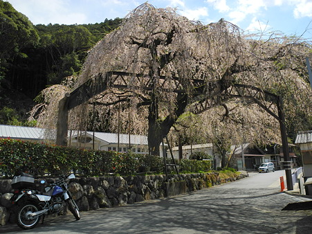 三重県大紀町天然記念物の枝垂れ桜・3