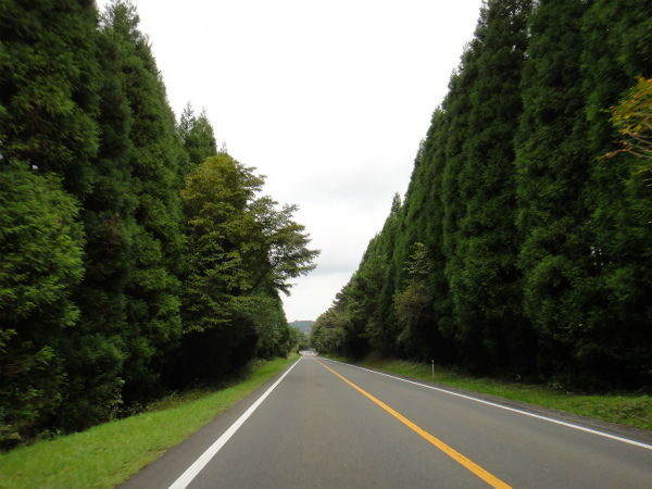 背の高い木々の森林