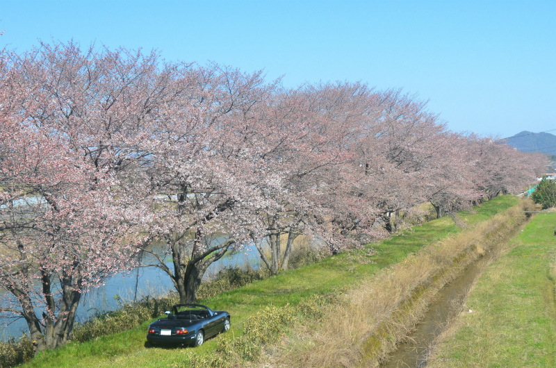 桜のカーテンと緑のじゅうたん