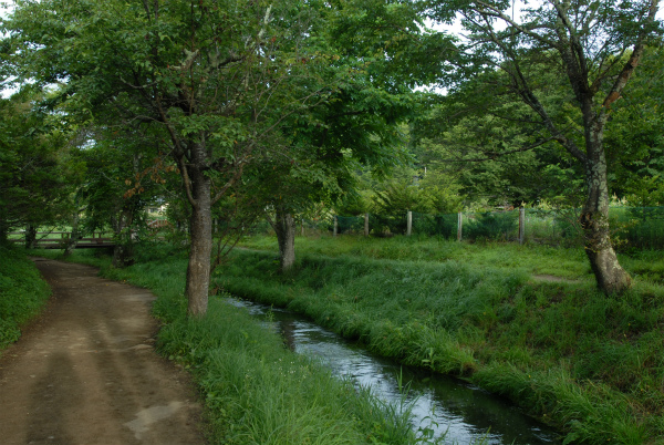 湧き出た水は桂川に向かって流れていく