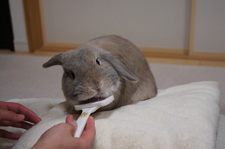 アゴ3