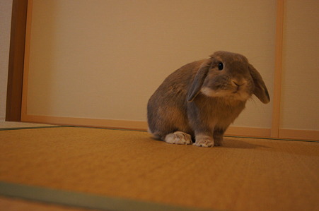たたみ7