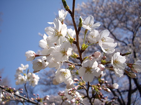 桜2012-1