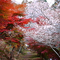 Photos: 『春×秋』　～愛知県　小原村～
