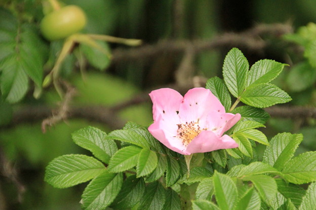 Photos: 合浦公園・ハマナスの花と実01-12.07.04