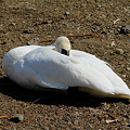 Photos: 休眠中の白鳥