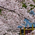 桜三月散歩道