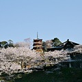 奥山三重の塔と桜