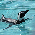 Photos: ペンギン　　のとじま水族館
