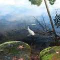 霞ヶ池のアイドル　白い鯉(2)